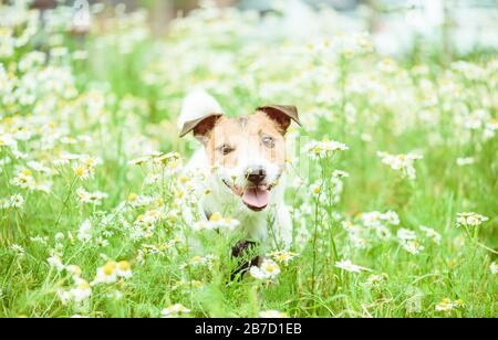 Cane tra i fiori daisy durante la soleggiata giornata primaverile a piedi in modo sicuro Foto Stock