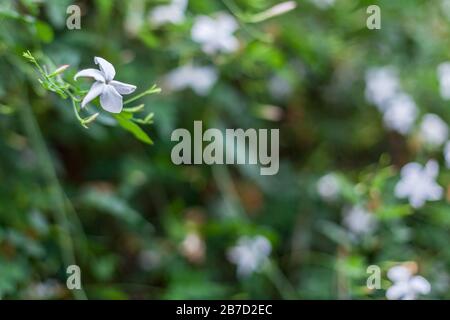Fiore bianco di gelsomino con sfondo verde Foto Stock