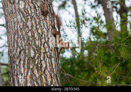Scoiattolo rosso che scende da un pino nella foresta Foto Stock