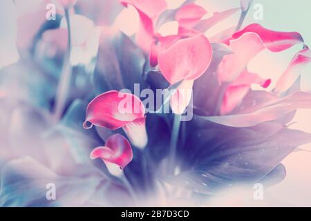 bouquet di gigli di calla sfondo astratto. Foto Stock