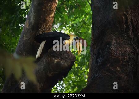 Celebes rosso-knobbed hornbill (Rhyticeros cassidix), maschio adulto. Foto Stock