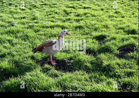 Famiglia Anatidae dell'Oca Egiziana (Alopochen aegyptiaca). Foots Cray Meadows, North Cray, Kent. REGNO UNITO Foto Stock