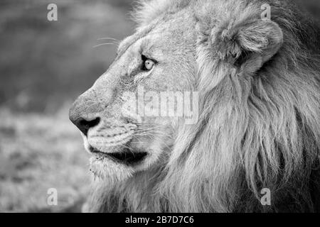 Un bel ritratto di profilo bianco e nero di un leone maschile che guarda in lontananza, preso alla Madikwe Game Reserve in Sud Africa. Foto Stock