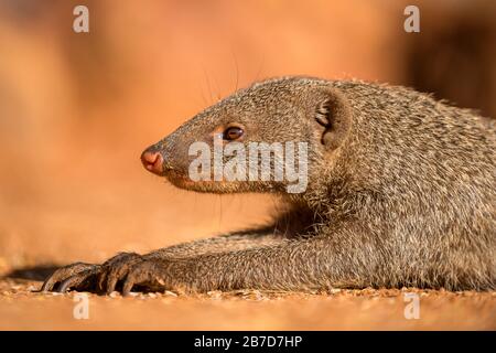 Un ritratto ravvicinato di un Mongoose a bande che giace a terra al tramonto, scattato nella Madikwe Game Reserve, Sudafrica. Foto Stock