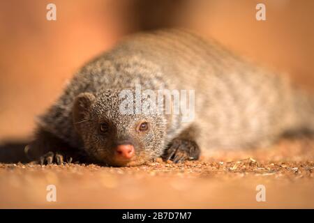 Un ritratto ravvicinato di un Mongoose a bande che giace a terra guardando direttamente la macchina fotografica al tramonto, preso nella Madikwe Game Reserve, Sudafrica Foto Stock