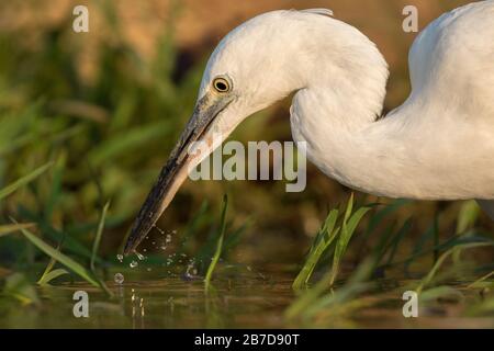 Un ritratto ravvicinato di un impressionante Egret bianco che caccia per la sua preda in un buco d'acqua presso la Riserva di Madikwe, Sudafrica. Foto Stock