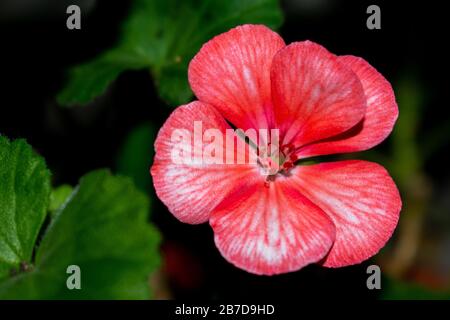 germoglio di sangue rosso rosa su uno sfondo verde del giardino. messa a fuoco selettiva. Foto Stock