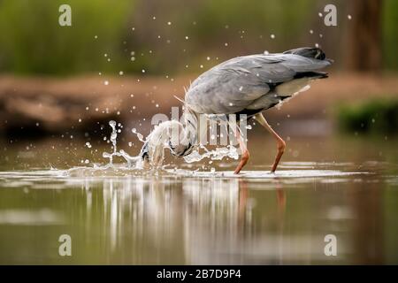 Un ritratto ravvicinato di un airone grigio che pesca in un buco d'acqua, con la sua testa rompere la superficie dell'acqua con, preso nella riserva di gioco Madikwe, South AF Foto Stock