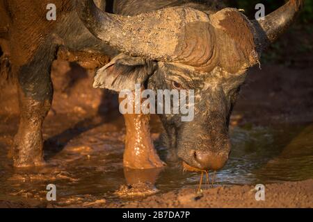 Un ritratto ravvicinato di un bufalo di capo maschile in piedi e che si ingorga nel fango all'alba, preso nella Madikwe Game Reserve, Sudafrica. Foto Stock