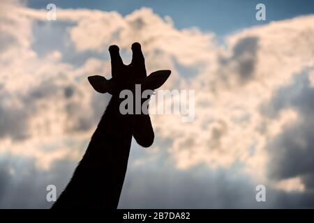 Una bella fotografia di una giraffa che guarda in lontananza, silhouette contro un cielo drammatico al tramonto, scattata nella Madikwe Game Reserve Foto Stock