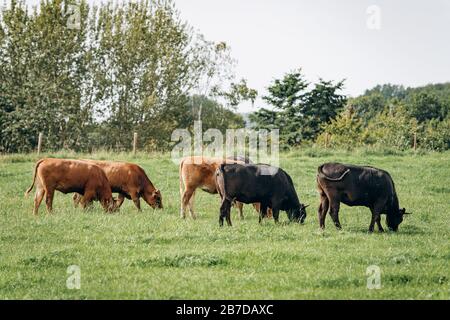 Gruppo di mucche al pascolo su un prato verde. Le mucche pascolano in azienda Foto Stock