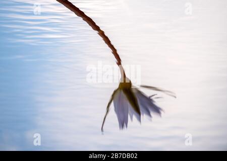 Una fotografia astratta di un giglio d'acqua che si riflette nella superficie increspata del fiume Chobe, Botswana Foto Stock