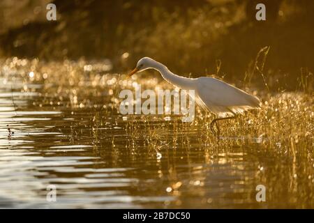 Una fotografia al tramonto d'oro della mattina presto di un Egret bianco retroilluminato che cerca preda nelle acque poco profonde del fiume Chobe, Botswana. Foto Stock