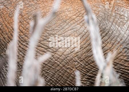 Un primo piano astratto della pelle di un elefante polveroso, in piedi dietro alcuni rami morti, preso nella Madikwe Game Reserve, Sudafrica. Foto Stock