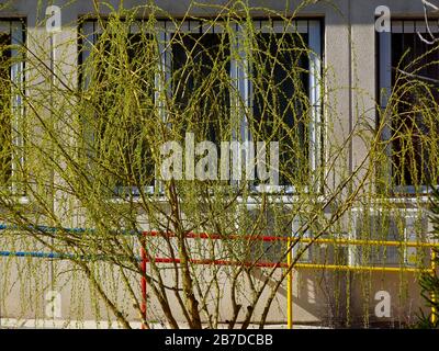 giovane albero di salice giallo con rami luminosi e piccoli germogli verdi in brillante luce di primavera. edificio moderno in cemento dettaglio facciata sullo sfondo Foto Stock