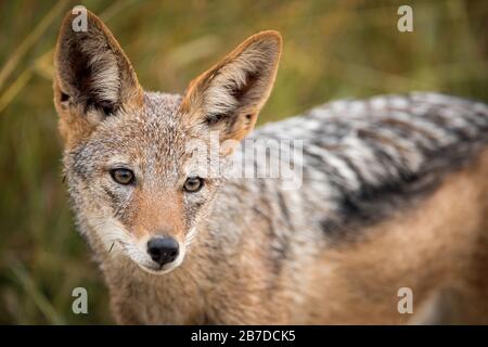 Un ritratto ravvicinato di un jackal nero che cammina attraverso l'erba verde e guarda verso la fotocamera, presa nella Madikwe Game Reserve Foto Stock