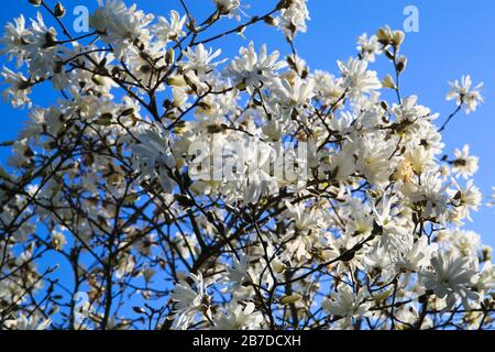Vista ad angolo basso sull'isolato albero di magnolia con fiori bianchi contro il cielo blu con le nuvole di cumuli in primavera Foto Stock