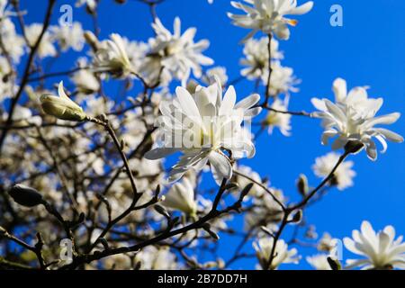 Vista ad angolo basso sull'isolato albero di magnolia con fiori bianchi contro il cielo blu con le nuvole di cumuli in primavera Foto Stock