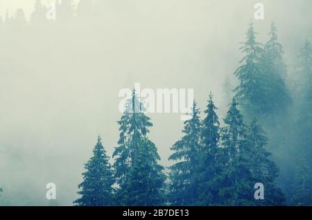 Misty foggy paesaggio di montagna con bosco di abeti in hipster vintage stile retrò Foto Stock