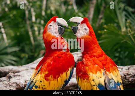 Primo piano di due uccelli Scarlet Macaw pappagalli in Messico Foto Stock
