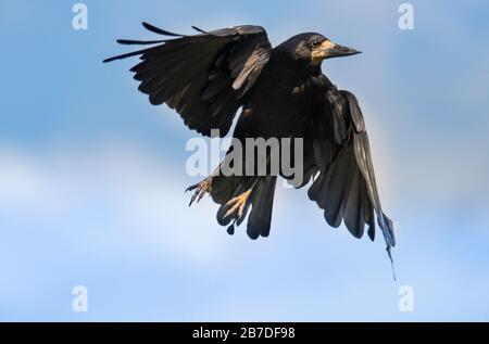 Rook, Corvus frugilegus, decollo in un cielo blu Foto Stock