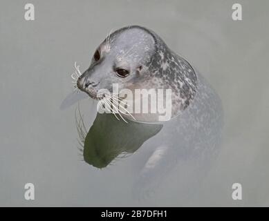 Seal Head Shot, in acqua Foto Stock