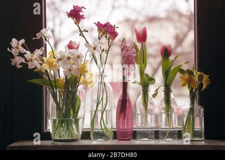 vista frontale primo piano di diversi tipi di fiori in vasi di vetro in piedi accanto alla finestra in luce da giorno Foto Stock