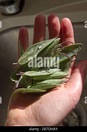 Primo piano di una manciata di foglie di salvia aromatiche appena raccolte da un giardino di erbe Foto Stock