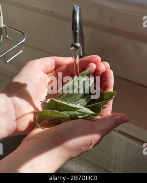 Primo piano di una manciata di foglie di salvia aromatiche appena raccolte da un giardino di erbe Foto Stock