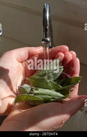 Primo piano di una manciata di foglie di salvia aromatiche appena raccolte da un giardino di erbe Foto Stock