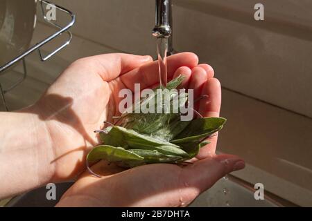 Primo piano di una manciata di foglie di salvia aromatiche appena raccolte da un giardino di erbe Foto Stock