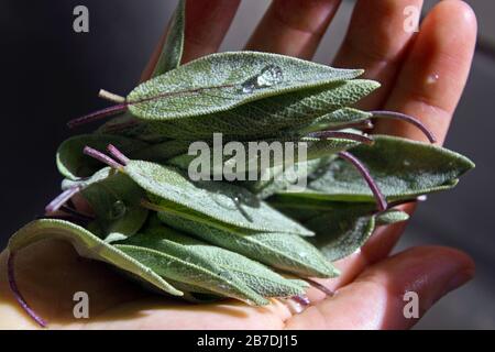 Primo piano di una manciata di foglie di salvia aromatiche appena raccolte da un giardino di erbe Foto Stock