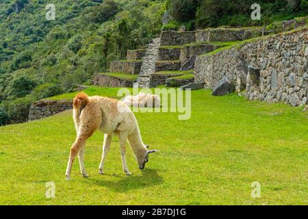 Due Llamas (lama glama) godendo l'erba fresca dei campi di agricoltura inca a Machu Picchu, provincia di Cusco, Perù. Foto Stock