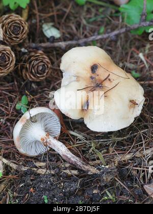 Gomphidius maculatus, conosciuto come la punta di larice o la punta di larice-cappuccio, fungo selvatico dalla Finlandia Foto Stock