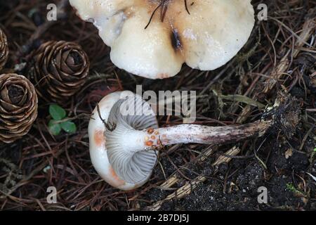 Gomphidius maculatus, conosciuto come la punta di larice o la punta di larice-cappuccio, fungo selvatico dalla Finlandia Foto Stock