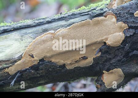 Phellinus conchatus, un fungo della staffa dalla Finlandia senza nome comune inglese Foto Stock