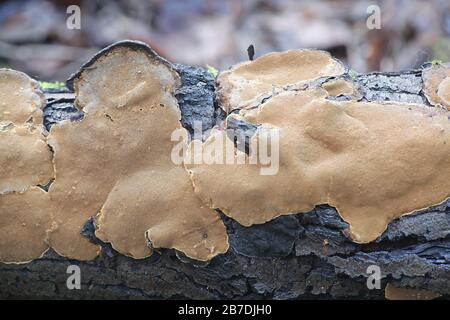 Phellinus conchatus, un fungo della staffa dalla Finlandia senza nome comune inglese Foto Stock