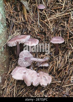 Mycena pura, noto come il cofano lilla, selvatici funghi velenosi dalla Finlandia Foto Stock