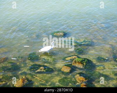 White Heron pesca, (sequenza di foto) a Giofyros estuario, Creta, Grecia. Figura 3 Foto Stock