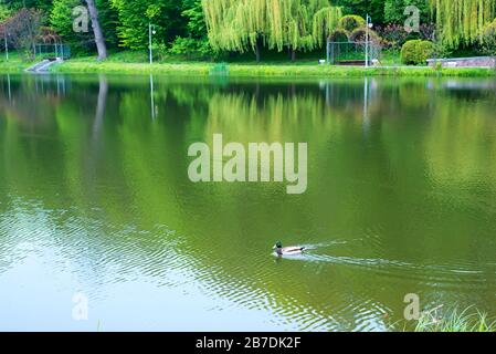 Paesaggio di parco pubblico con laghetto e riflessi di alberi verdi, cespugli in superficie. Single selvaggio maschio anatra di mallardo si muove in acqua attraverso il lago Foto Stock