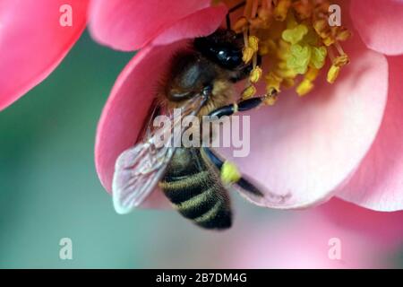 WASP raccogliere nettare da un fiore rosso con tubi di polline giallo primo piano macro fotografia Foto Stock