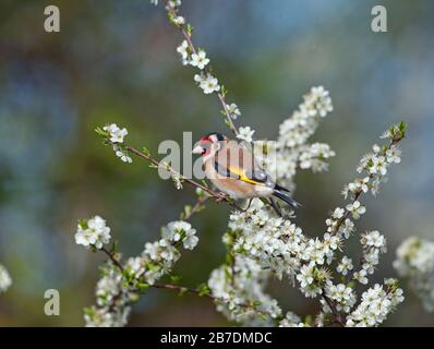 Goldfinch Carduelis carduelis su Spring Blackthorn Prunus spinosa, Blossom Foto Stock