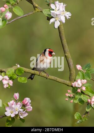 Goldfinch Carduelis carduelis sul fiore primaverile Foto Stock