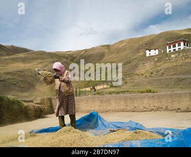 Donna in abiti tradizionali winnows grano da raccolto di grano sul tetto circondato da Himalaya in estate a Chicham, India. Foto Stock