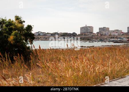 Autunno costa del Mar Caspio. Ispessimenti di canne. Kazakistan. Aktau. 09 ottobre 2019 anno. Foto Stock