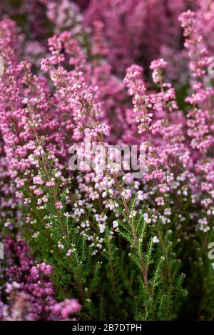 Erica gracilis Foto Stock