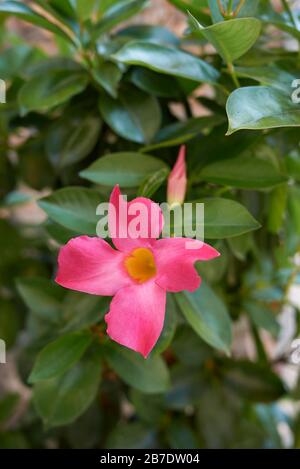 Mandevilla Foto Stock