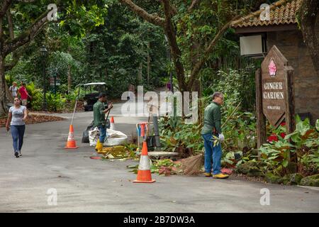 Giardinieri visti al lavoro nel Giardino Botanico di Singapore. Foto Stock
