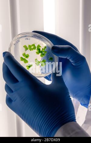 Manipolazione scientifica di colture in capsule di Petri in frigorifero da laboratorio bioscienza. Concetto di scienza, laboratorio e studio delle malattie. Foto Stock