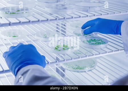 Manipolazione scientifica di colture in capsule di Petri in frigorifero da laboratorio bioscienza. Concetto di scienza, laboratorio e studio delle malattie. Foto Stock
